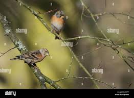 Attēlu rezultāti vaicājumam “Fringilla montifringilla female”