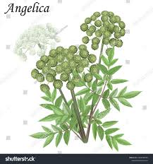 Attēlu rezultāti vaicājumam “Angelica archangelica leaf”