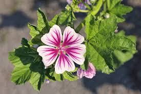 Image result for Malva sylvestris 'Zebrina'