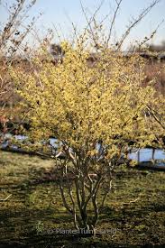 Attēlu rezultāti vaicājumam “Hamamelis”