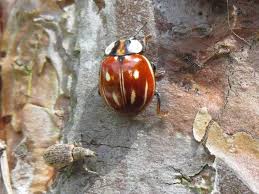 Attēlu rezultāti vaicājumam “Myzia oblongoguttata”