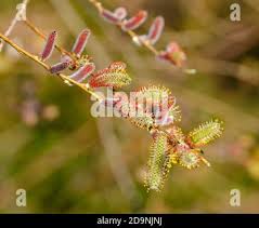 Attēlu rezultāti vaicājumam “Salix purpurea male flower”
