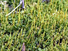 Attēlu rezultāti vaicājumam “Bryum caespiticium sporophyte”