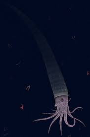 Attēlu rezultāti vaicājumam “Endoceras”