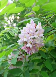 Attēlu rezultāti vaicājumam “Robinia”