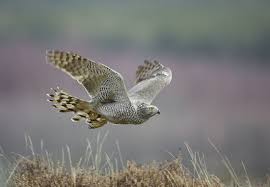 Attēlu rezultāti vaicājumam “Accipiter gentilis”