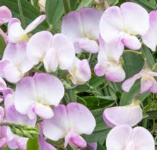 Attēlu rezultāti vaicājumam “Lathyrus latifolius flower”