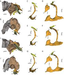 Attēlu rezultāti vaicājumam “Strongylosoma pallipes”