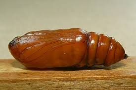 Attēlu rezultāti vaicājumam “Agrochola helvola”