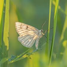 Attēlu rezultāti vaicājumam “Siona lineata”