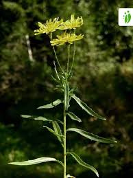 Attēlu rezultāti vaicājumam “Hieracium umbellatum”