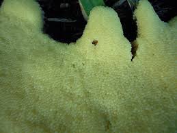 Attēlu rezultāti vaicājumam “Brefeldia maxima young”