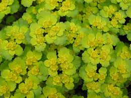 Attēlu rezultāti vaicājumam “Chrysosplenium alternifolium leaf”