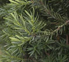 Attēlu rezultāti vaicājumam “Taxus baccata leaf”