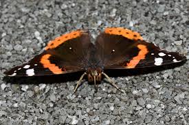 Attēlu rezultāti vaicājumam “Vanessa atalanta”