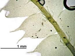 Attēlu rezultāti vaicājumam “Lophocolea coadunata”
