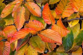 Attēlu rezultāti vaicājumam “Carpinus betulus leaf”