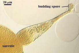 Attēlu rezultāti vaicājumam “Fuligo laevis spores”