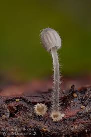 Attēlu rezultāti vaicājumam “Mycena filopes”