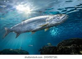 Image result for Megalops atlanticus