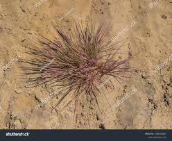 Attēlu rezultāti vaicājumam “Corynephorus canescens”