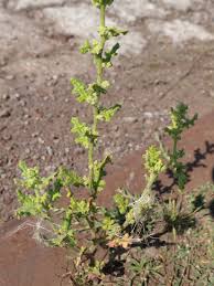 Image result for Chenopodium botrys