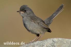 Image result for Sylvia sarda