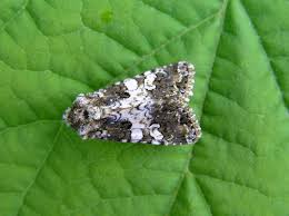 Attēlu rezultāti vaicājumam “Hadena rivularis”