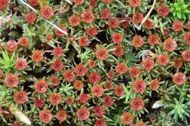 Attēlu rezultāti vaicājumam “Polytrichum piliferum”