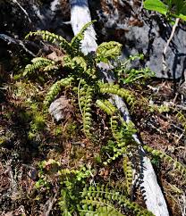 Attēlu rezultāti vaicājumam “Asplenium viride”