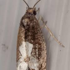 Attēlu rezultāti vaicājumam “Epinotia trigonella”