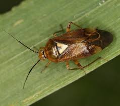 Attēlu rezultāti vaicājumam “Lygus pratensis”