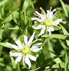 Attēlu rezultāti vaicājumam “Stellaria uliginosa”