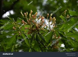 Attēlu rezultāti vaicājumam “Aesculus x hybrida leaf”