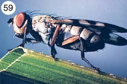 Attēlu rezultāti vaicājumam “Syrphus sp. imago”