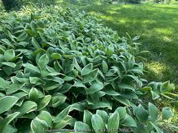 Attēlu rezultāti vaicājumam “Polygonatum odoratum”