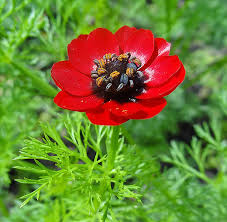 Image result for Adonis aestivalis