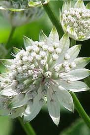 Attēlu rezultāti vaicājumam “Astrantia major leaf”