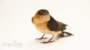 Image result for Cecropis daurica