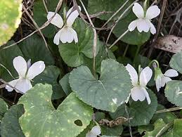 Attēlu rezultāti vaicājumam “Viola odorata leaf”