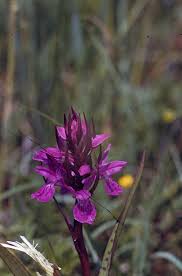 Attēlu rezultāti vaicājumam “Dactylorhiza russowii”