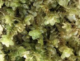 Attēlu rezultāti vaicājumam “Scapania”