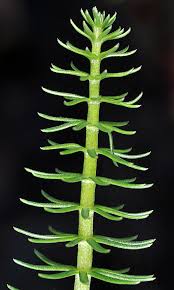 Attēlu rezultāti vaicājumam “Hippuris vulgaris”