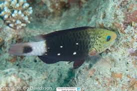 Image result for Chlorurus sordidus