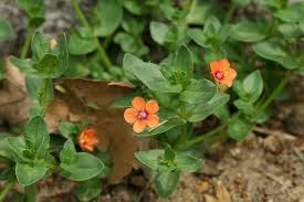 Image result for Anagallis arvensis