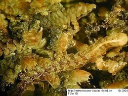 Attēlu rezultāti vaicājumam “Frullania fragilifolia macro”