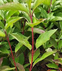 Attēlu rezultāti vaicājumam “Cornus sericea”