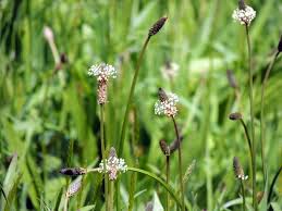 Attēlu rezultāti vaicājumam “Plantago lanceolata flower”