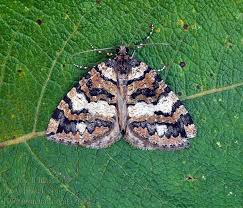 Attēlu rezultāti vaicājumam “Hydriomena furcata”