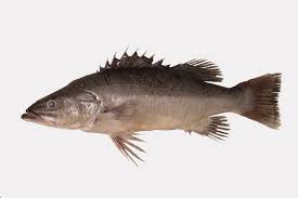 Image result for Polyprion americanus